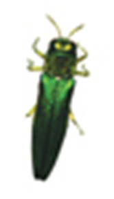 Emerald Ash Beetle